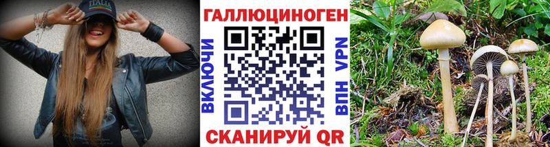 Галлюциногенные грибы Psilocybine cubensis  сколько стоит  Кандалакша 